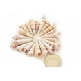 thumbnail image 2 of Florida Shells & Gifts 100 Count Small Purple Turretella Craft Shells, 1/2"-1 1/2", 2 of 4