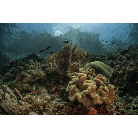 A beautiful coral reef grows in Komodo National Park Indonesia Canvas Art - Ethan DanielsStocktrek Images (17 x 12)