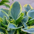 thumbnail image 2 of First Frost Hosta Flower Root - Grows Great in Shade - Grows Well In Containers - Perennializing - Easy to Grow Live Plants - Outdoor Garden, 2 of 5
