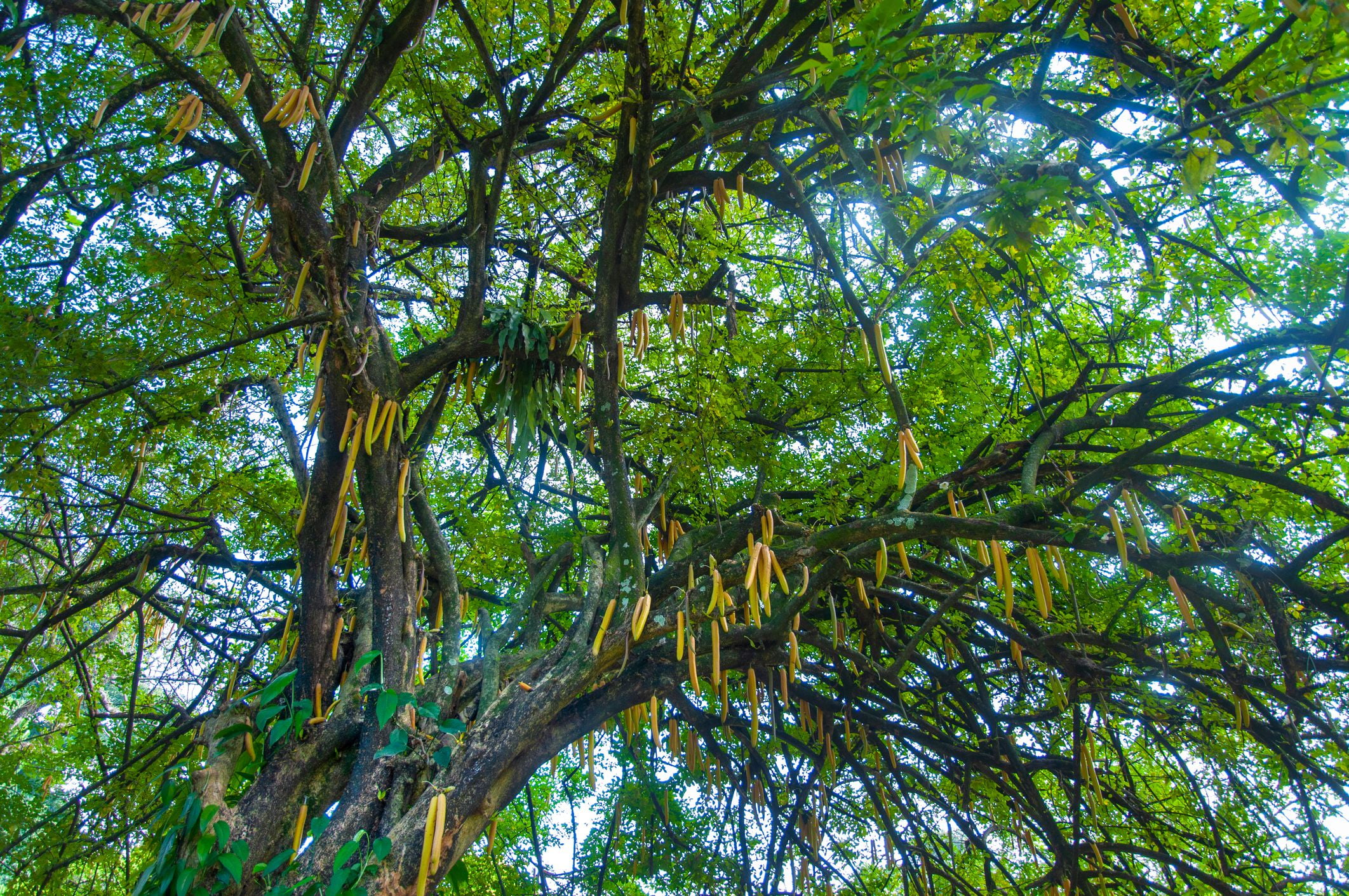 Moringa Oleifera Seeds (Semillas de Moringa) 1 oz