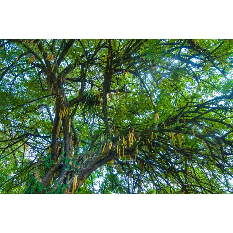 living plant wall indoor PlantBox Living Wall System | Indoor & Outdoor