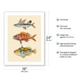 thumbnail image 2 of Hawaii Fish Triptych - Flying Fish (Malolo) Ruby Snapper Onaga (Ula'ula) Reef Triggerfish (Humuhumu) - Vintage Hawaiian Color Postcard - Fine Art Matte Paper Print (Unframed) 18x24in, 2 of 4