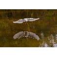 thumbnail image 2 of Jones, Adam 24x17 Black Ornate Wood Framed with Double Matting Museum Art Print Titled - Snowy egret flying-Merritt Island National Wildlife Refuge-Florida, 2 of 4