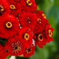 thumbnail image 4 of Eden Brothers Zinnia Seeds - Will Rogers, Non-GMO Seeds for Planting, 1 oz | Low-Maintenance Flower Seeds, Plant During Spring, Zones 3, 4, 5, 6, 7, 8, 9, 10, 4 of 4