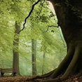 thumbnail image 6 of HAOXIT Woodland Tablecloth, English Woodland Scene with Sun Rays Though The Trees Theme, Round Table Cover for Dining Room Kitchen Decor, 6 of 8