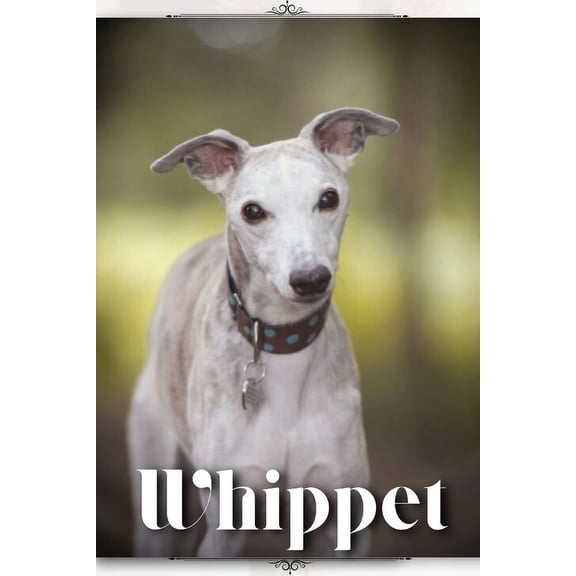 Whippet: Dog breed overview and guide (Paperback)