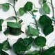 thumbnail image 3 of Paquete de 10 clips de fijación de pared para plantas trepadoras de ratán, gancho adhesivo para Cable de fijación de plantas de jardín, paquete de 10 + pegamento acrílico, 12 tabletas TUNC Sencillez, 3 of 5