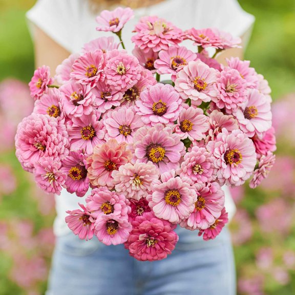 Eden Brothers Zinnia Seeds - Miss Willmott, Non-GMO Seeds for Planting, 1/4 lb | Low-Maintenance Flower Seeds, Plant During Spring, Zones 3, 4, 5, 6, 7, 8, 9, 10