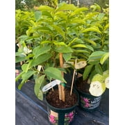 Soursop 'Guanabana' TREE. 3 Gallon pot. Ship to all states
