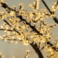 thumbnail image 3 of Cherry Tree's, 3 of 18