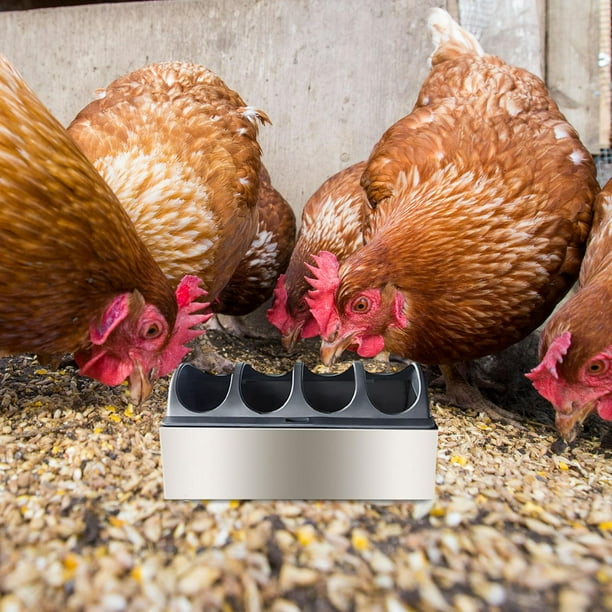 Comedero para aves de corral, dispensador de alimento para , de acero inoxidable, con múltiples orificios, bandeja de alimentación para aves 20 cm x 10 cm