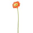 thumbnail image 1 of 21 Po Gerbera Marguerite Orange&44; Pack de 6, 1 of 1