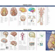 Angle View: Anatomical Chart Company's Illustrated Pocket Anatomy: Anatomy of the Brain Study Guide : 11 Panels 18 Full-Color Illustrations Shrinkwrapped and Laminated, Used [Flexibound]
