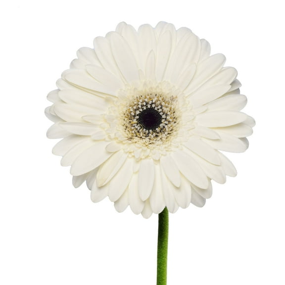 White Gerberas - Farm Direct Fresh Cut Flowers - 100 Stems