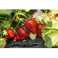 thumbnail image 4 of 1 Gallon (3.8L) Fruit Mix 6 Pack, 4 of 6