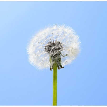 - Framed Art For Your Wall Seeds Plant Flying Seeds Macro Dandelion Spring 10x13 Frame