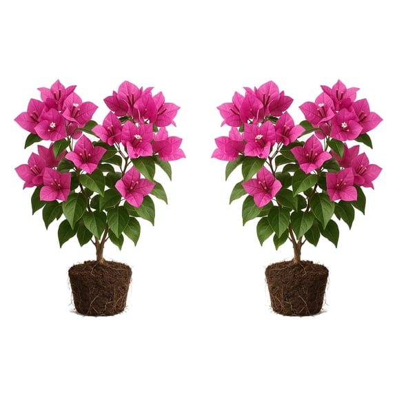 Pink Bougainvillea Plants - Set of 2 Starter Plants, Full Sun, USDA Zones 9-11, Vibrant Flowering Vine