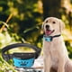 thumbnail image 5 of Colr perros sin sensibilidad , , eléctrico, ultrasónico, para mayoría perro Colco Collar de entrenamiento de ladridos, 5 of 8