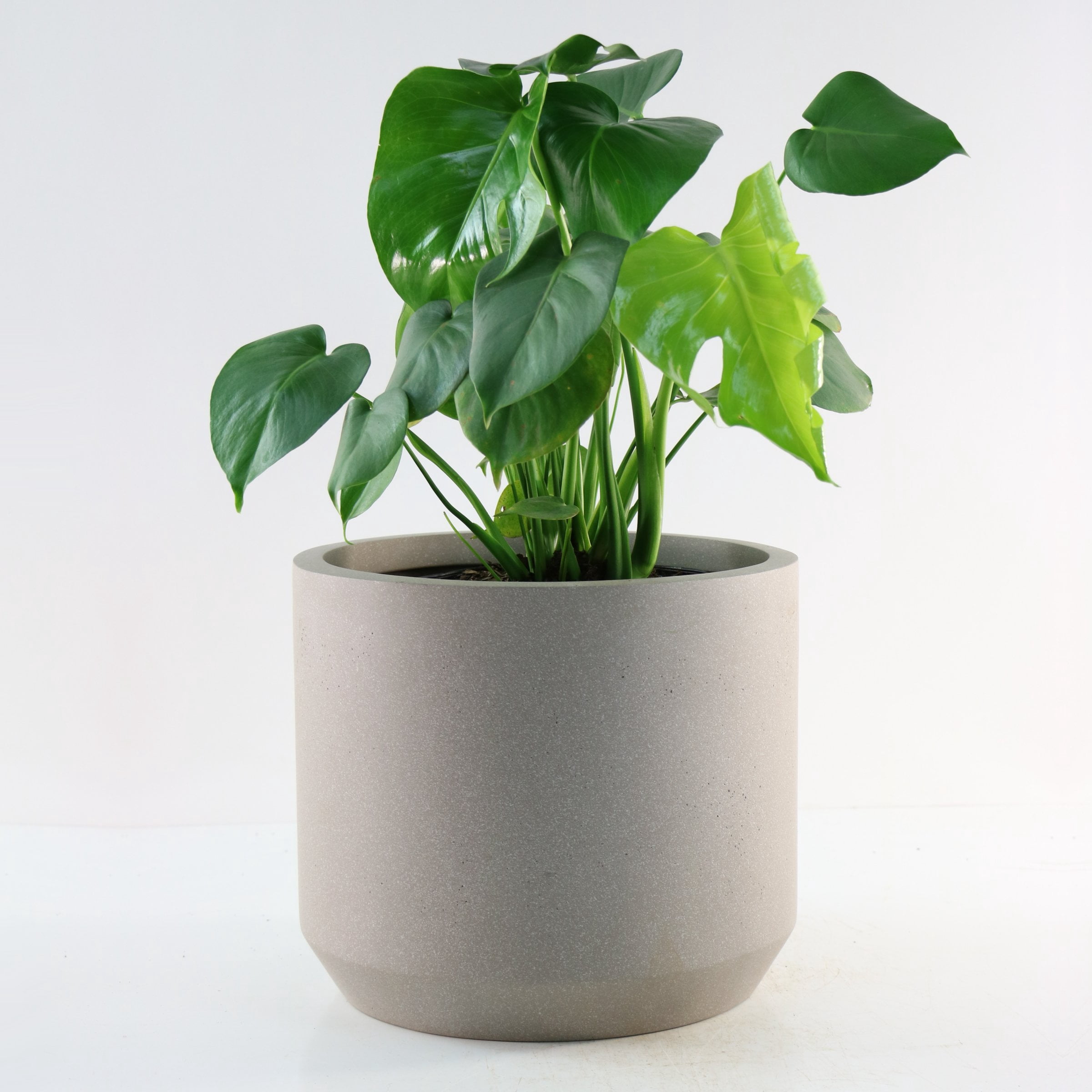 4 in. Philodendron Monstera Thai Constellation Plant in Grower Container