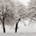 thumbnail image 3 of Masterpiece Art Gallery Snowy Tree Line by Ilona Wellmann Canvas Photo Graphic Art Print 12" x 36", 3 of 4