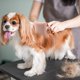 thumbnail image 4 of Cepillo para el aseo de perros y gatos. Herramienta suave para eliminar el pelo muerto con plástico, para uso en interiores y exteriores., 4 of 7