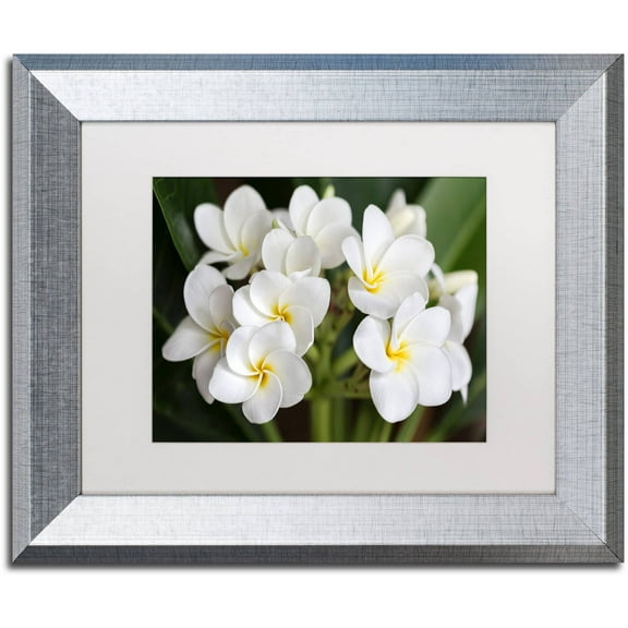 Trademark Fine Art 'Plumeria Flowers' Canvas Art by Pierre Leclerc, White Matte, Silver Frame