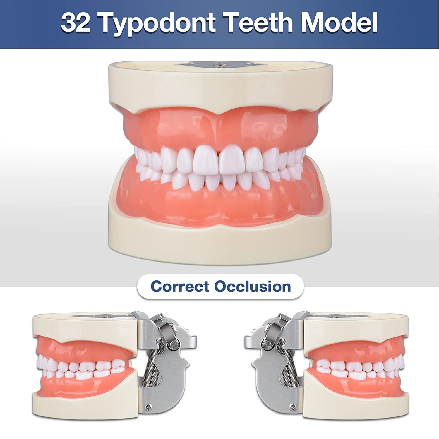 Typodont Teeth Model with 32 Detachable Teeth for Dental Hygiene Students