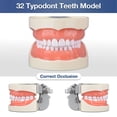thumbnail image 2 of Typodont Teeth Model with 32 Detachable Teeth for Dental Hygiene Students, 2 of 7