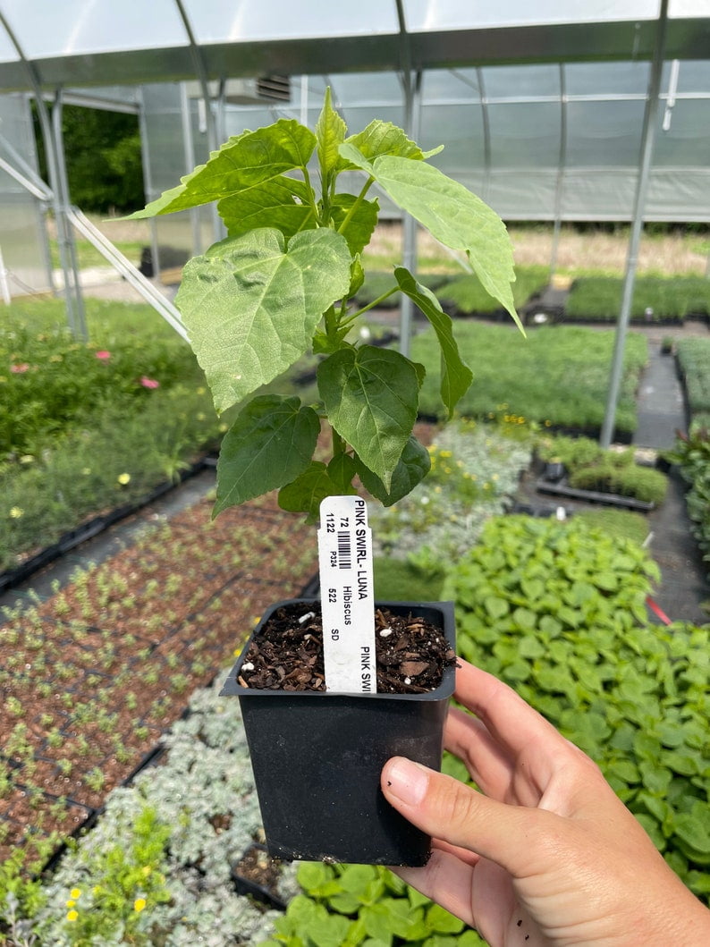 2 Luna Pink Swirl Hibiscus Plants in 3.5" Pots