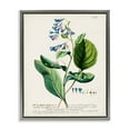 thumbnail image 5 of Stupell Industries Botanical Plant Illustration Blue Flowers Vintage Design Luster Gray Framed Floating Canvas Wall Art, 16x20, by World Art Group, 5 of 5