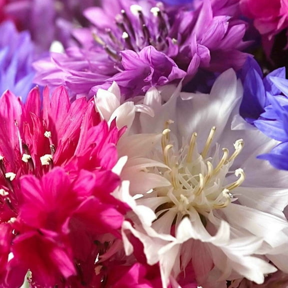 TomorrowSeeds - Polka Dot Mix Dwarf Bachelor Button Seeds - 1000  Count - For 2026 Planting Non-GMO