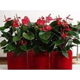 thumbnail image 2 of American Plant Exchange Red Anthurium, 6-Inch, Indoor Flowering Houseplant, Durable, Easy Care Live Plant, 2 of 5