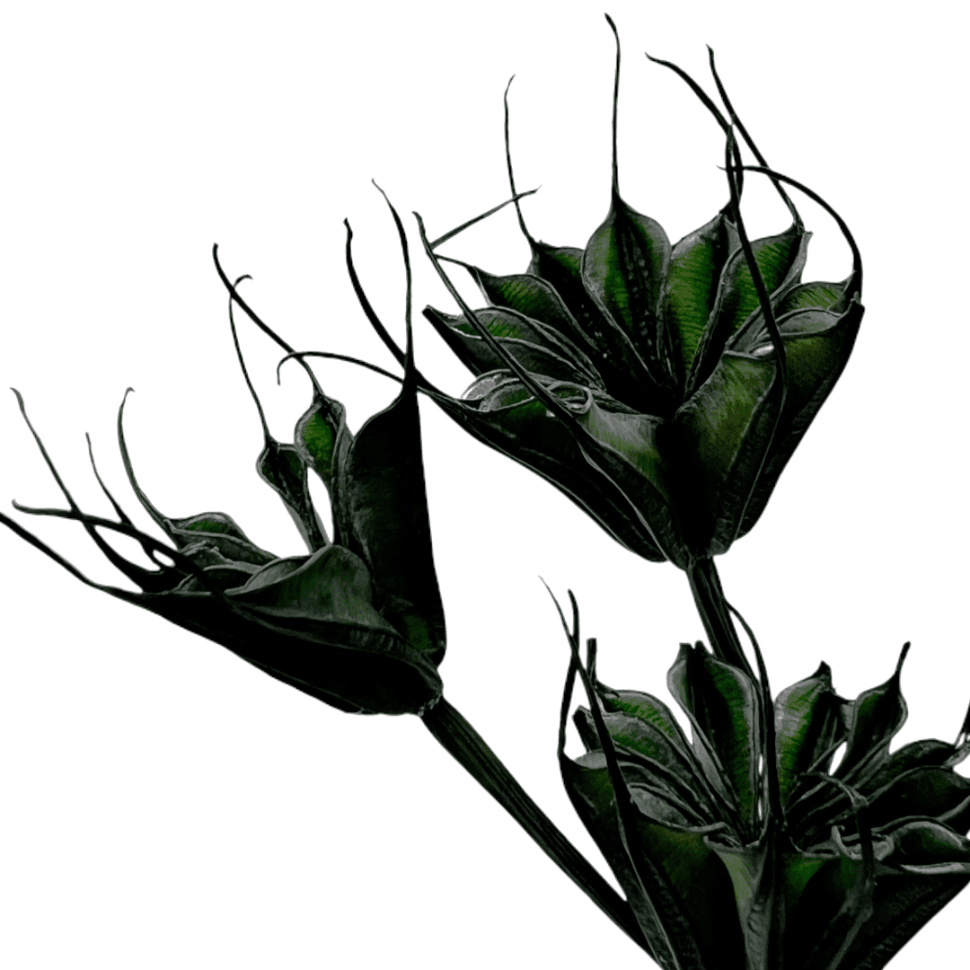 Bergamo Art Bundle of 4 Dried Octagon Flower in Dark Green