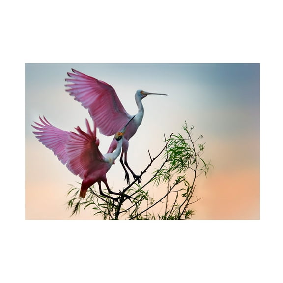 Phillip Chang 'Two Roseate Spoonbills' Canvas Art