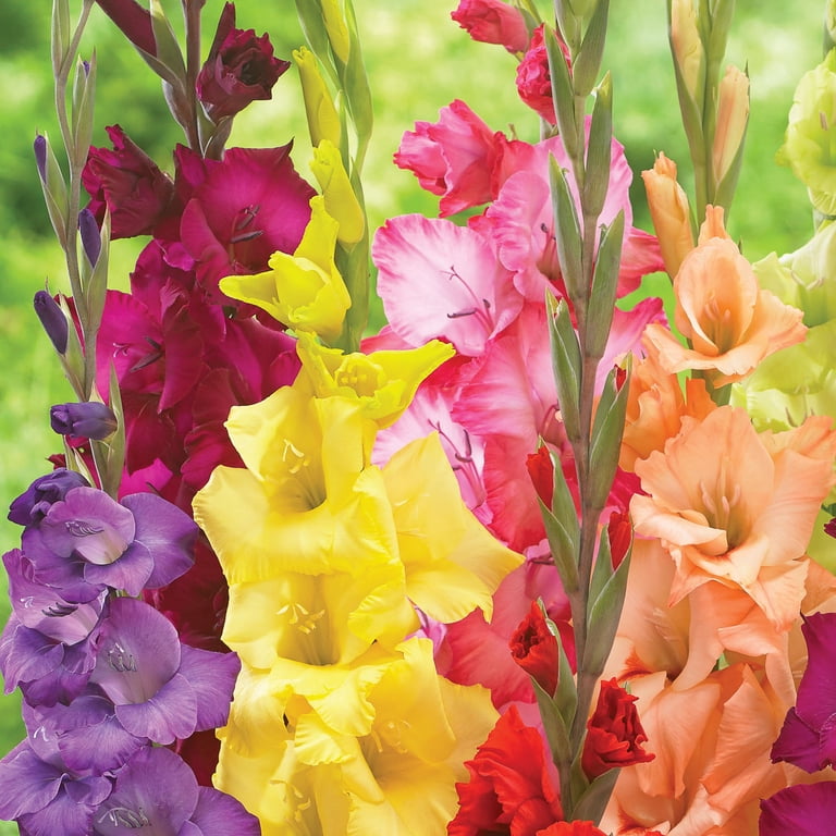 Expert Gardener Gladiolus Mix Set of 8 Dormant Bulbs Multi-Color