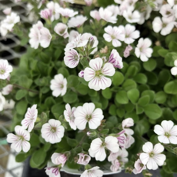 Babies Breath Mouse Ear - Gypsophila cerastioides - Quart Pot