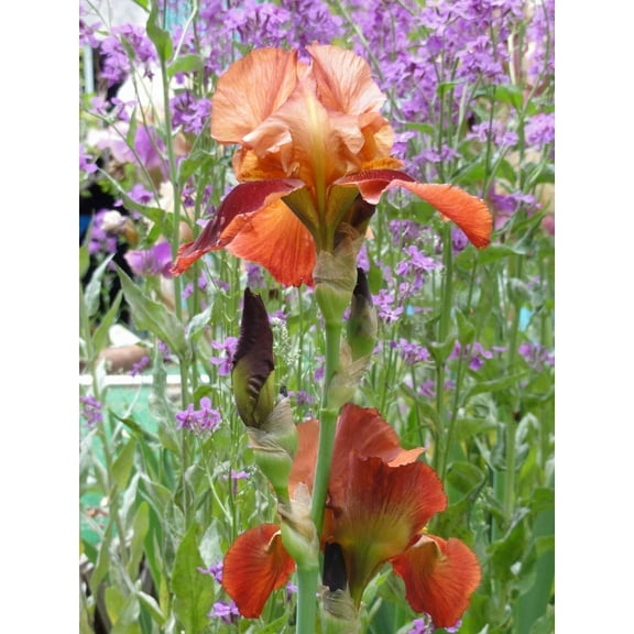 Sumerlin Iris of Knight Wall Decal