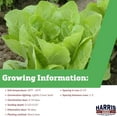 thumbnail image 4 of Harris Seeds - Lettuce Seeds Dragoon MTO Organic Compact Heads - 50 Seeds, 4 of 5