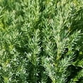 thumbnail image 6 of Spiny Greek Juniper  5 Live 4 Inch Pots  Juniperus Chinensis  Drought Tolerant Cold Hardy Evergreen Screening Plants, 6 of 6