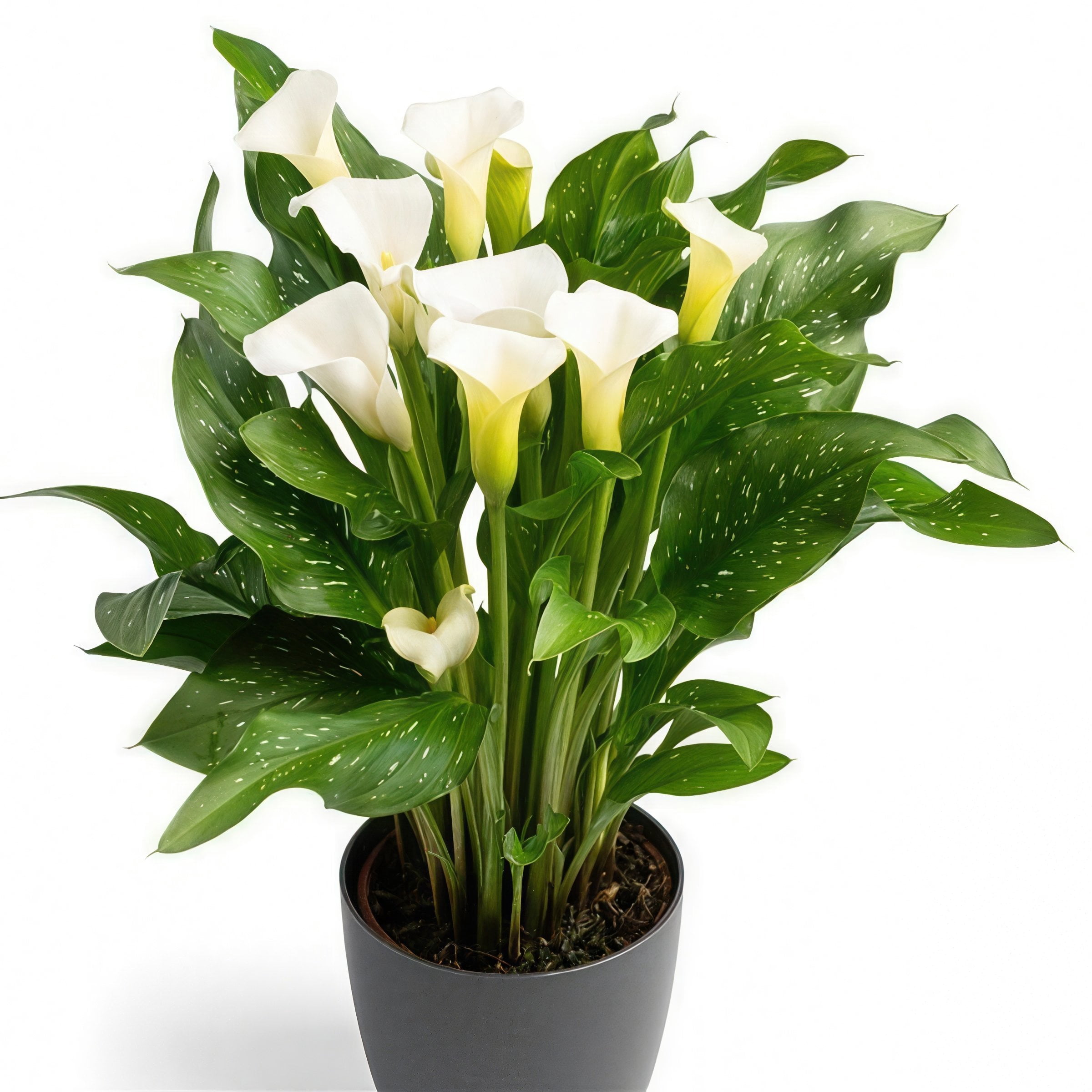 National Plant Network Calla Lily White Flirt Bulbs (3-Pack)