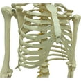 thumbnail image 5 of Medical Anatomical Human Skeleton Model Medical Teaching AIDS Specimen Model, 5 of 10
