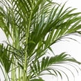 thumbnail image 4 of United Nursery Live Cat Palm Plant 28-32 inches Tall in 9.25 inch Grower Pot Bright Green Houseplant, 4 of 9