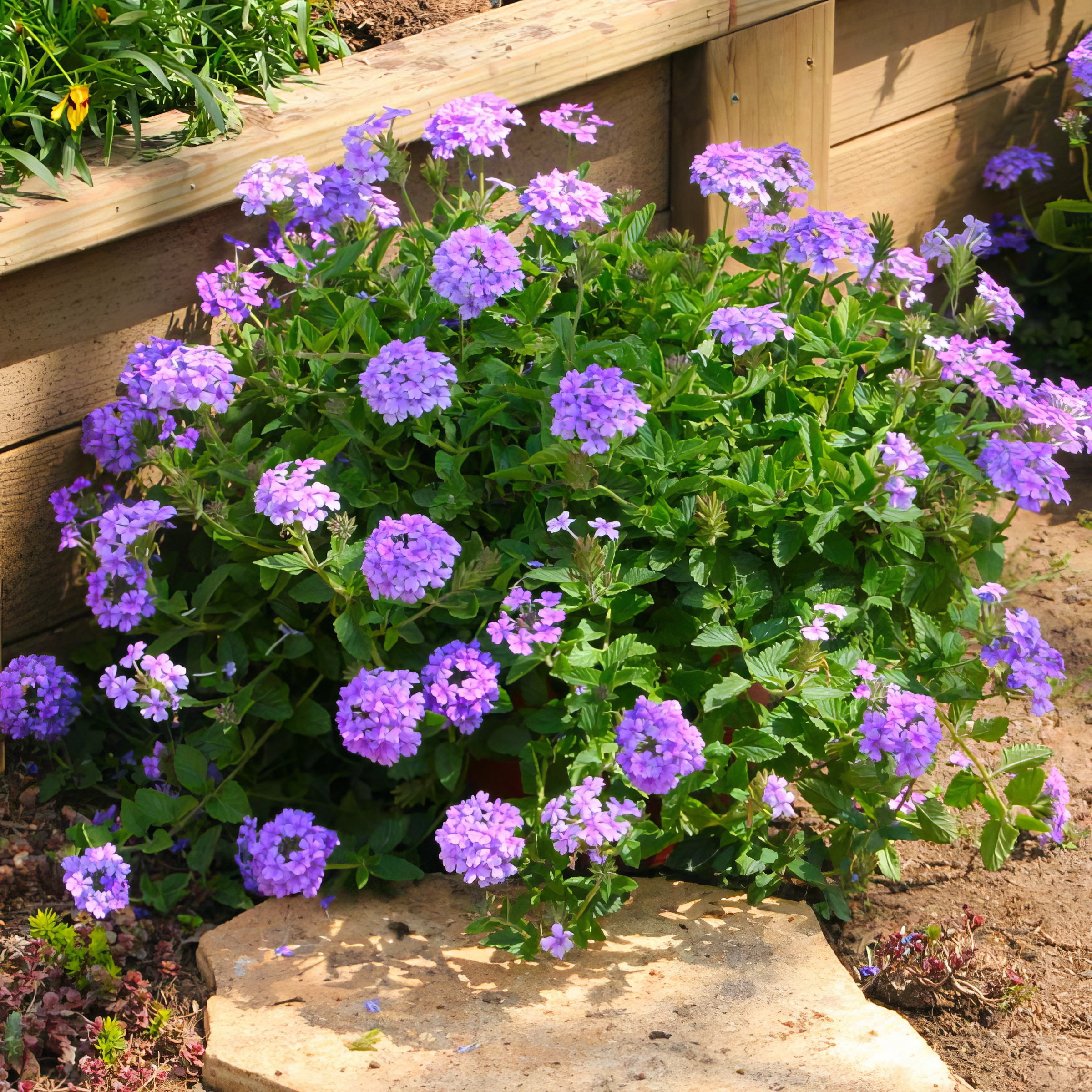Live Perennial 4" Verbena EnduraScape Blue Improved (3-Pack) with Full Sunlight