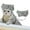 Silver, variant on Pet Hats for Dogs Cats Shower Cap With Adjustable Strap - Protective Headwear for Bath no- Sizing