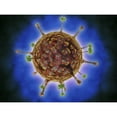 thumbnail image 2 of Microscopic view of Henipavirus Poster Print, 2 of 2