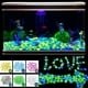 thumbnail image 4 of Muyoka 500PCS Solar Glow Rocks Adoquines luminosos que brillan en la oscuridad Guijarros luminosos Piedras que brillan intensamente con energía solar Muyoka Hogar, 4 of 7