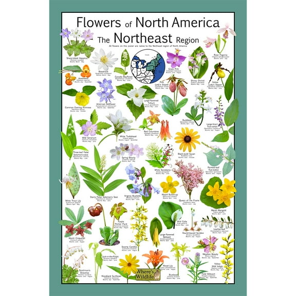 Flowers of North America: The Northeast Region Poster - Native Wildflower Science Chart (12" x 18")