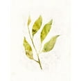 thumbnail image 3 of Borges, Victoria 15x18 Black Modern Framed Museum Art Print Titled - Sapling IV, 3 of 5