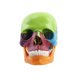 thumbnail image 1 of Medical-skull Human Body Model Education Skull Model 1:2 For Student Teaching Study Assembling Mode, 1 of 5