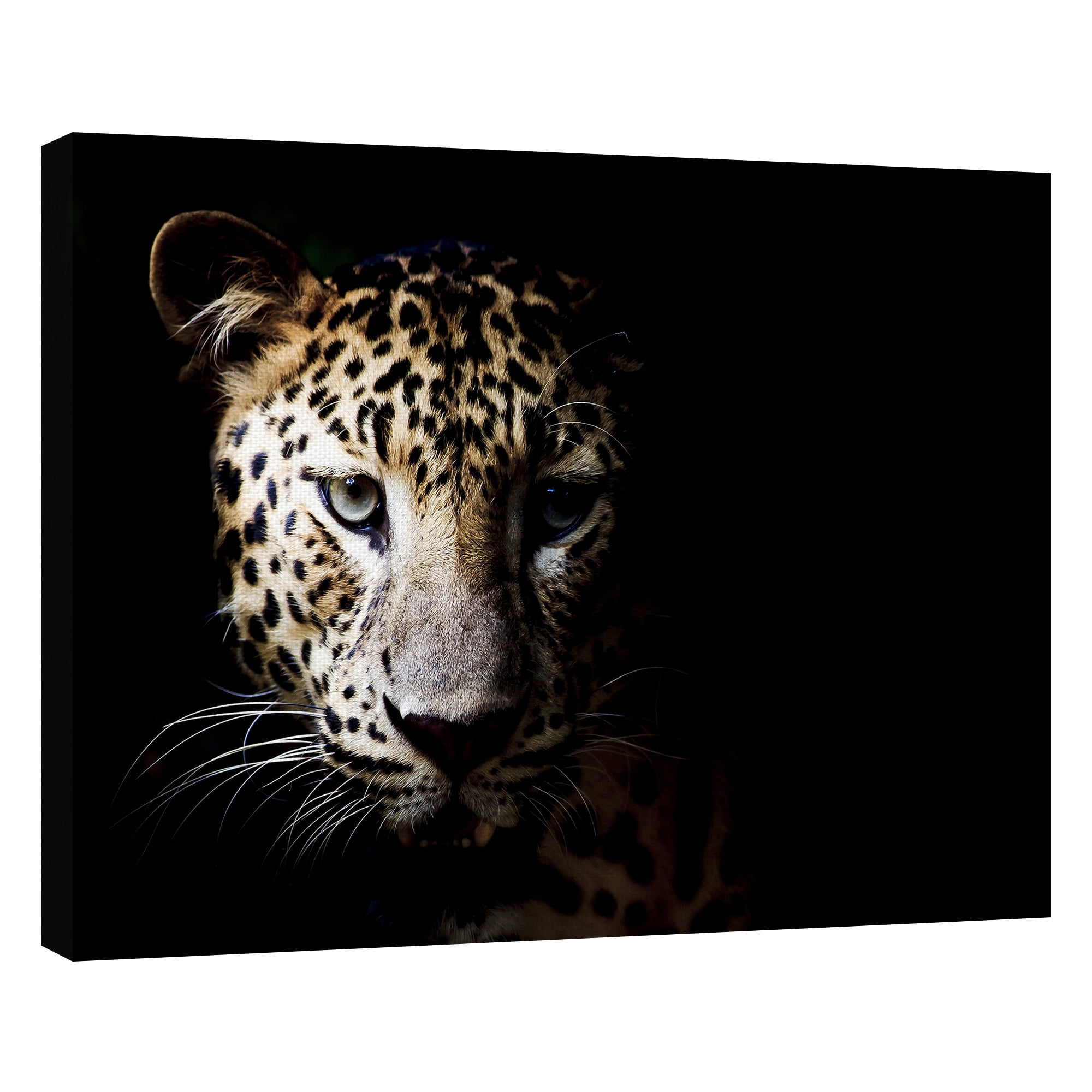 Masterpiece Art Gallery In the Shadows Leopard By Belle Maison Canvas Art Print 22" x 28"